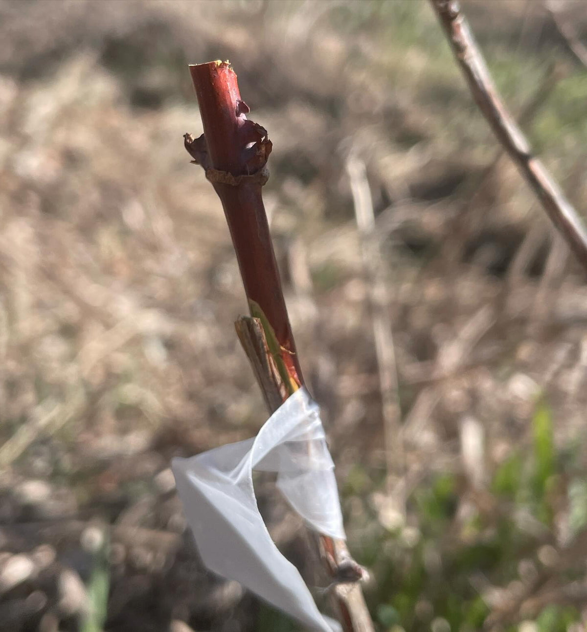grafting haskap, image 1 of 3