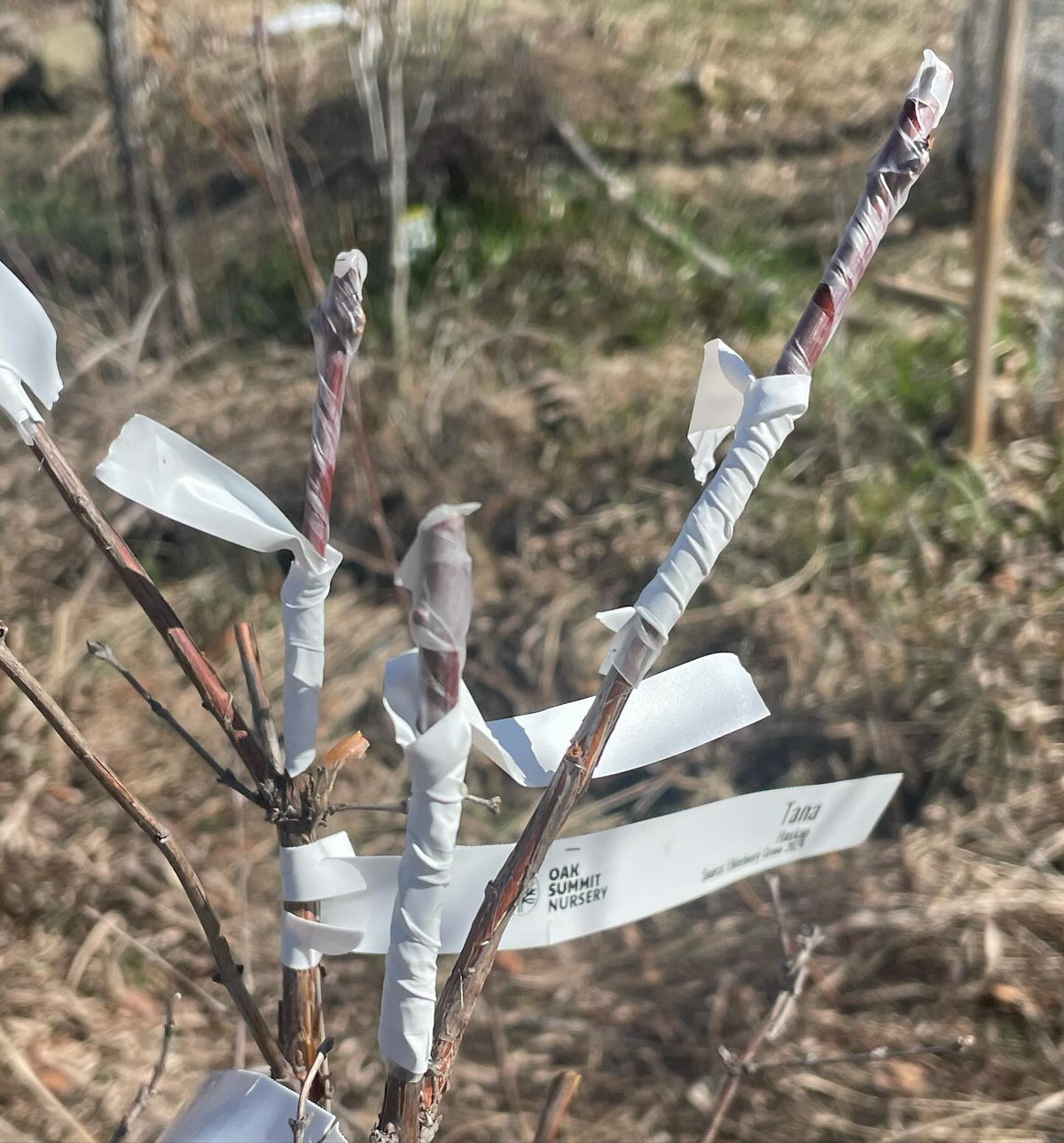 grafting haskap, image 2 of 3