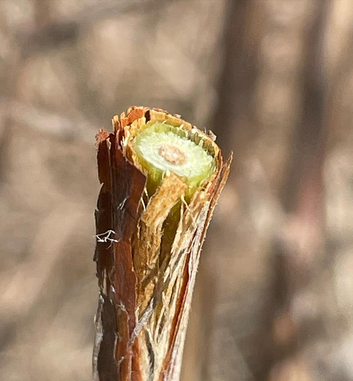 grafting haskap, image 3 of 3