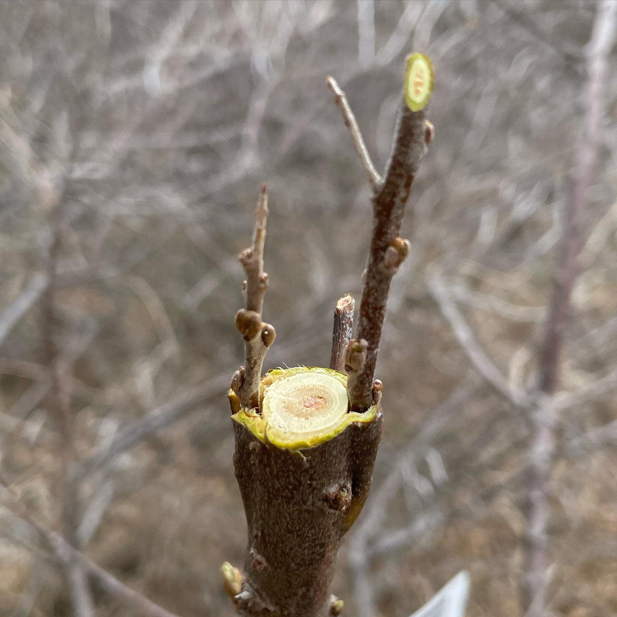 grafting over sea buckthorn with some cultivars, the stock trees are all male so it will be nice to have some fruit, image 1 of 3
