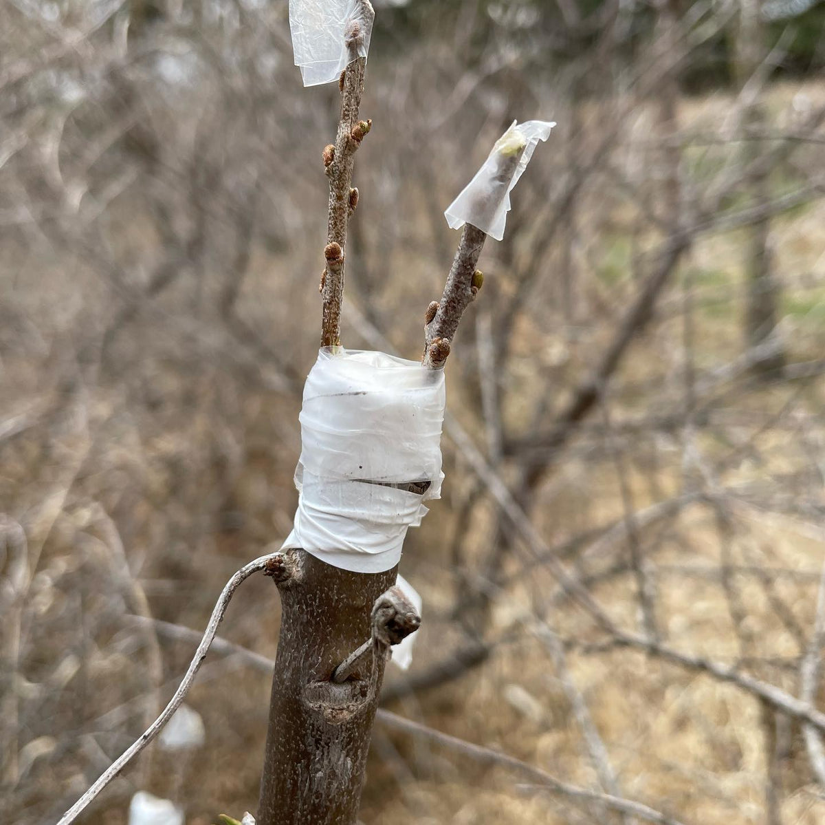 grafting over sea buckthorn with some cultivars, the stock trees are all male so it will be nice to have some fruit, image 2 of 3