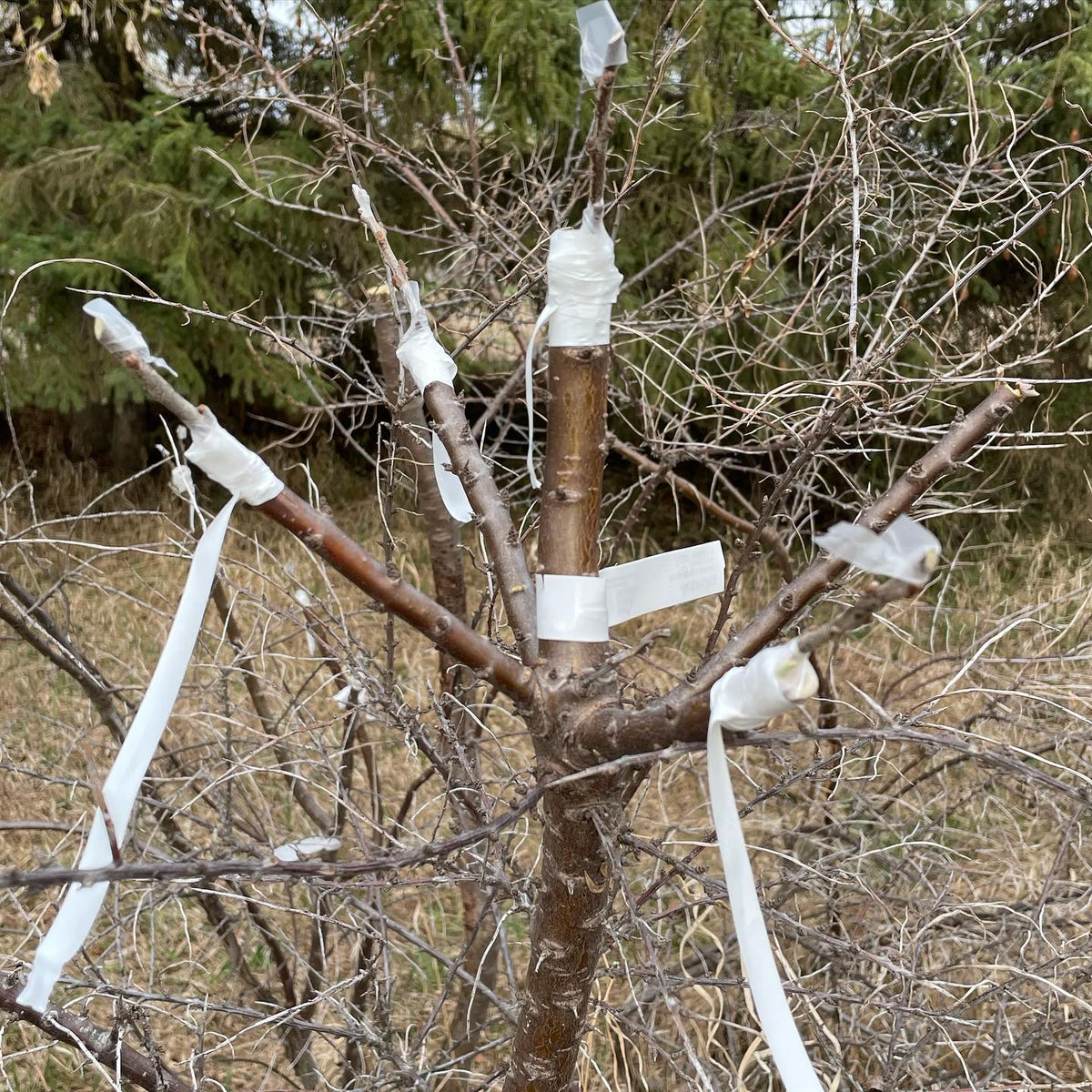 grafting over sea buckthorn with some cultivars, the stock trees are all male so it will be nice to have some fruit, image 3 of 3