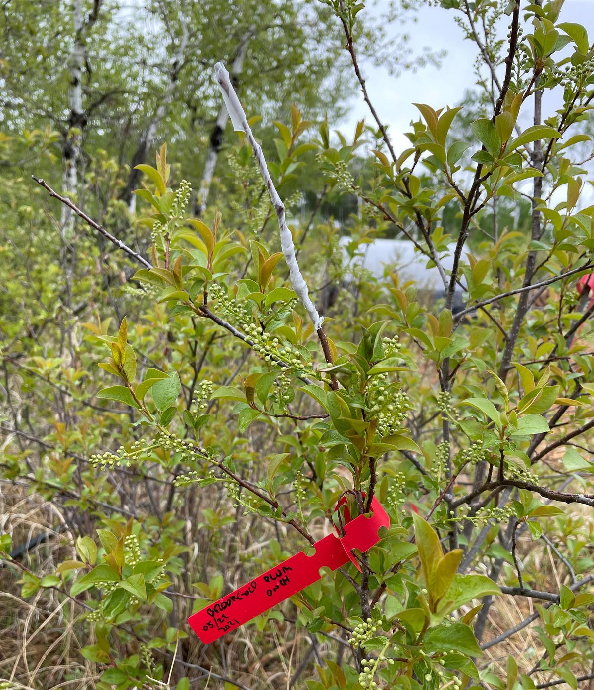 grafting plums onto wild choke cherries #grafting #chokecherry #backyardorchard, image 1 of 3