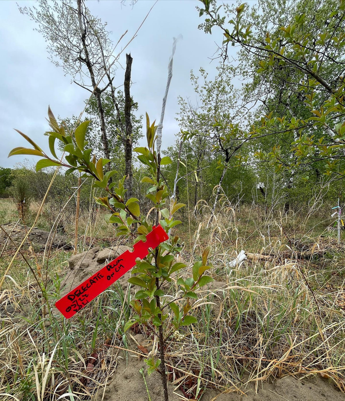 grafting plums onto wild choke cherries #grafting #chokecherry #backyardorchard, image 2 of 3