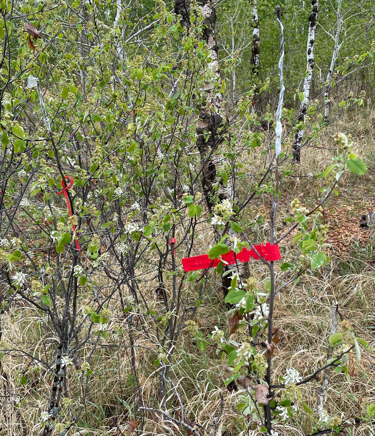 grafting plums onto wild choke cherries #grafting #chokecherry #backyardorchard, image 3 of 3