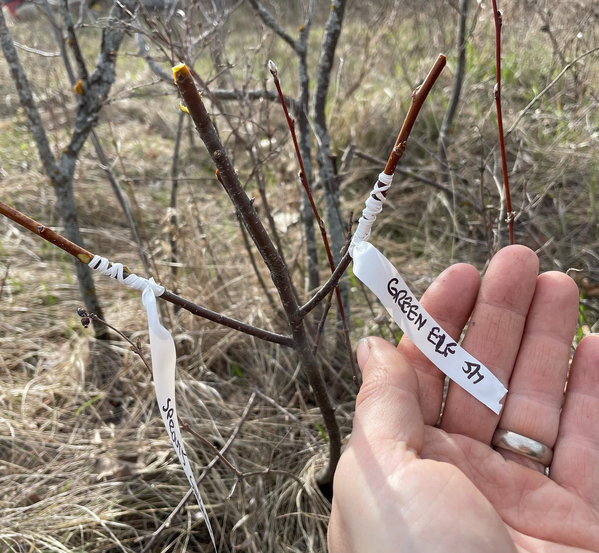 grafting plums to wild rootstocks all week