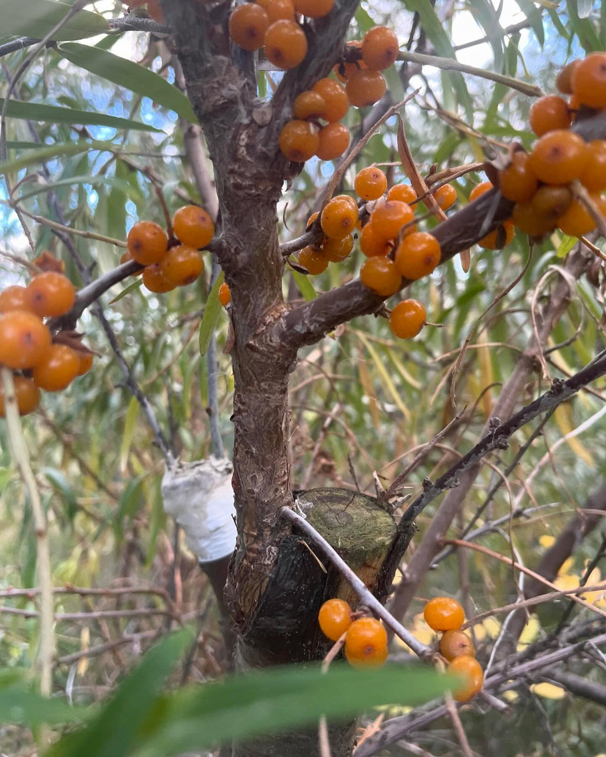 grafting sea buckthorn is tricky, but possible, image 1 of 3