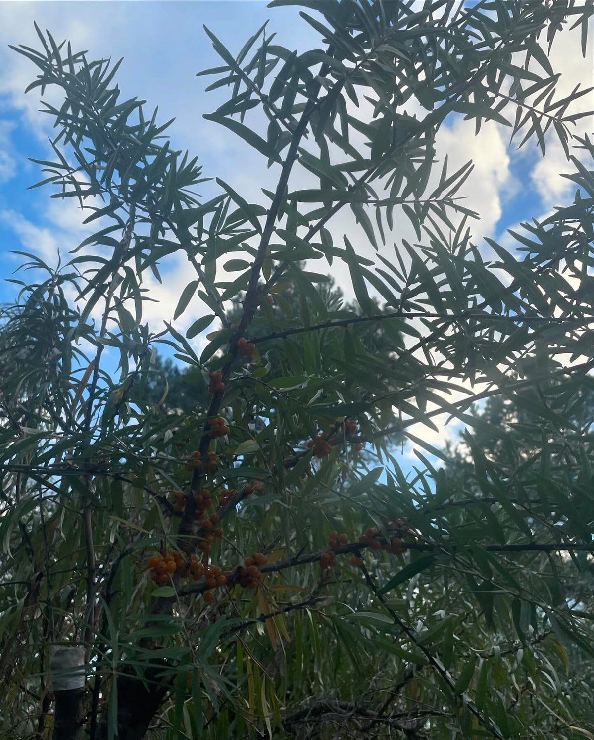 grafting sea buckthorn is tricky, but possible, image 2 of 3