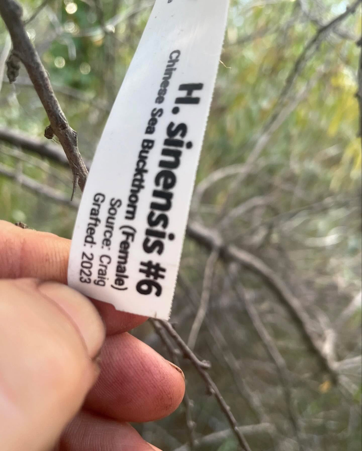 grafting sea buckthorn is tricky, but possible, image 3 of 3
