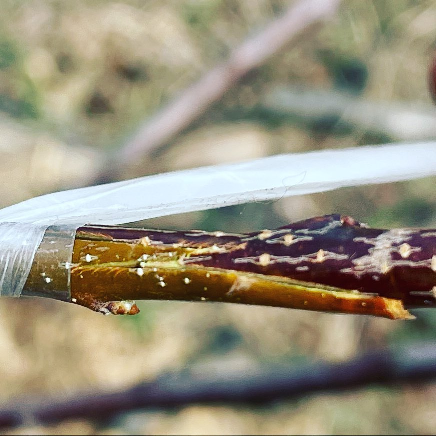 #grafting season is on in southern Manitoba. #fruittreenursery #fruittrees #backyardnursery