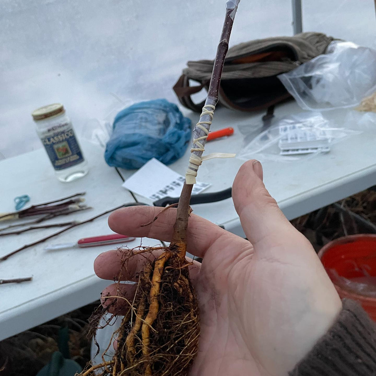 grafting season started today, the snow finally thawed from our heeled in rootstocks, image 1 of 2
