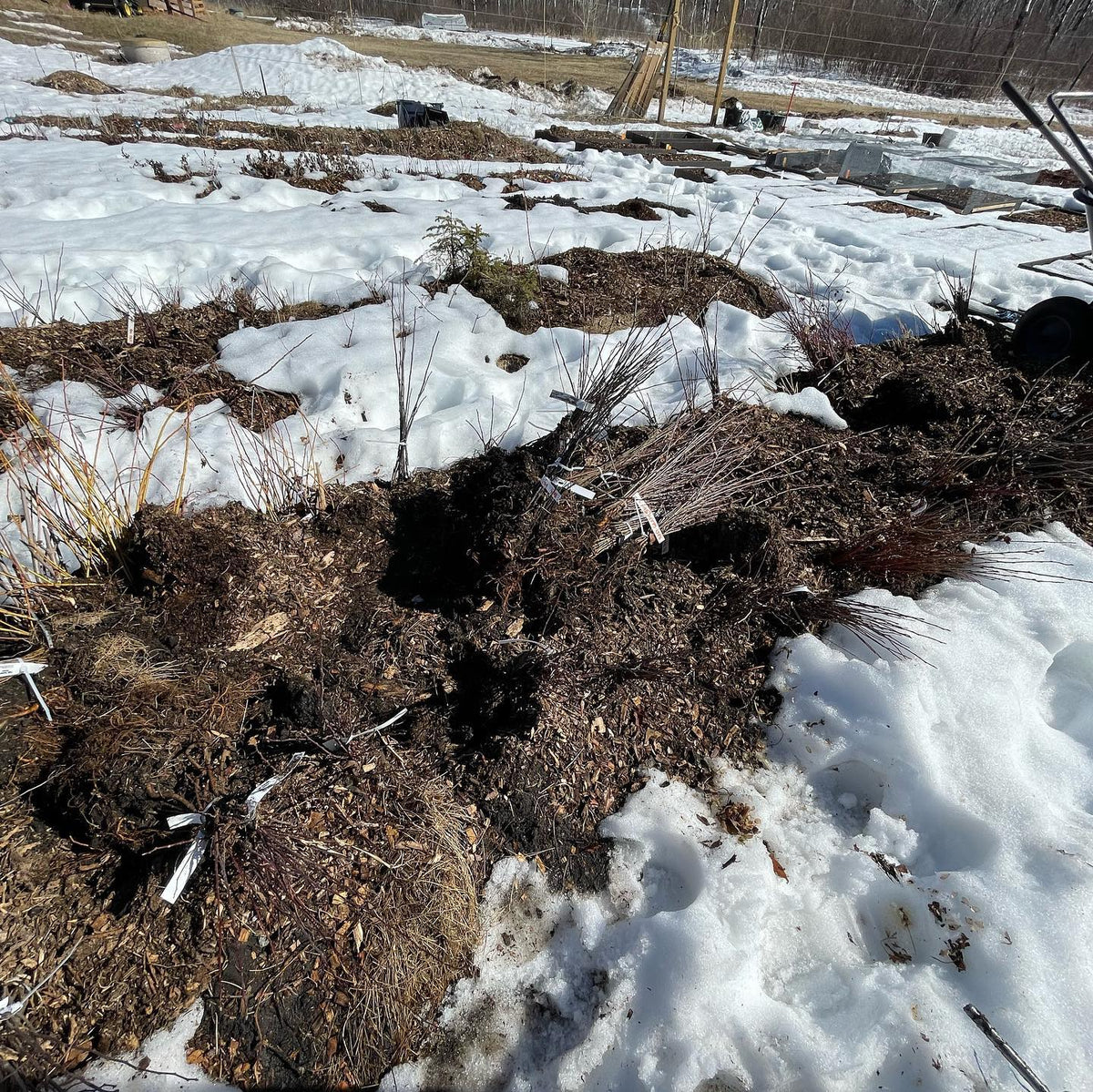 grafting season started today, the snow finally thawed from our heeled in rootstocks, image 2 of 2