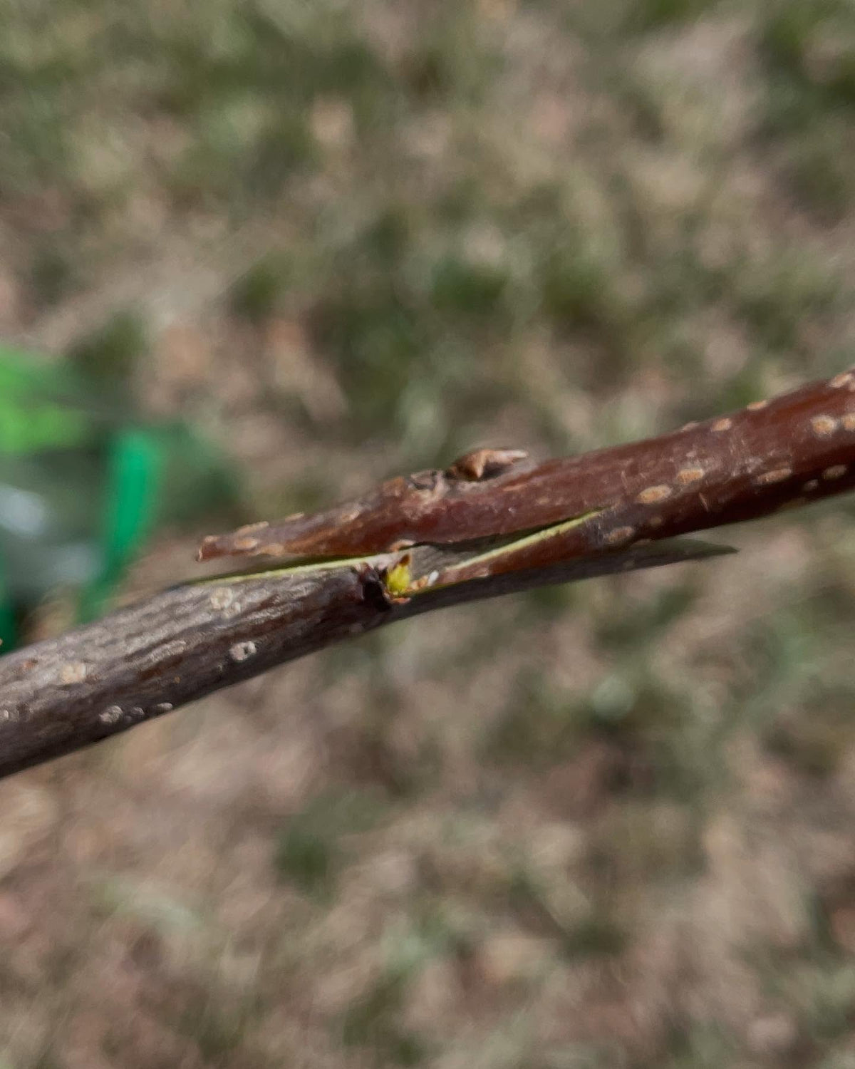 grafting some lee red chokecherry, it's a variety with purple leaves, image 1 of 4
