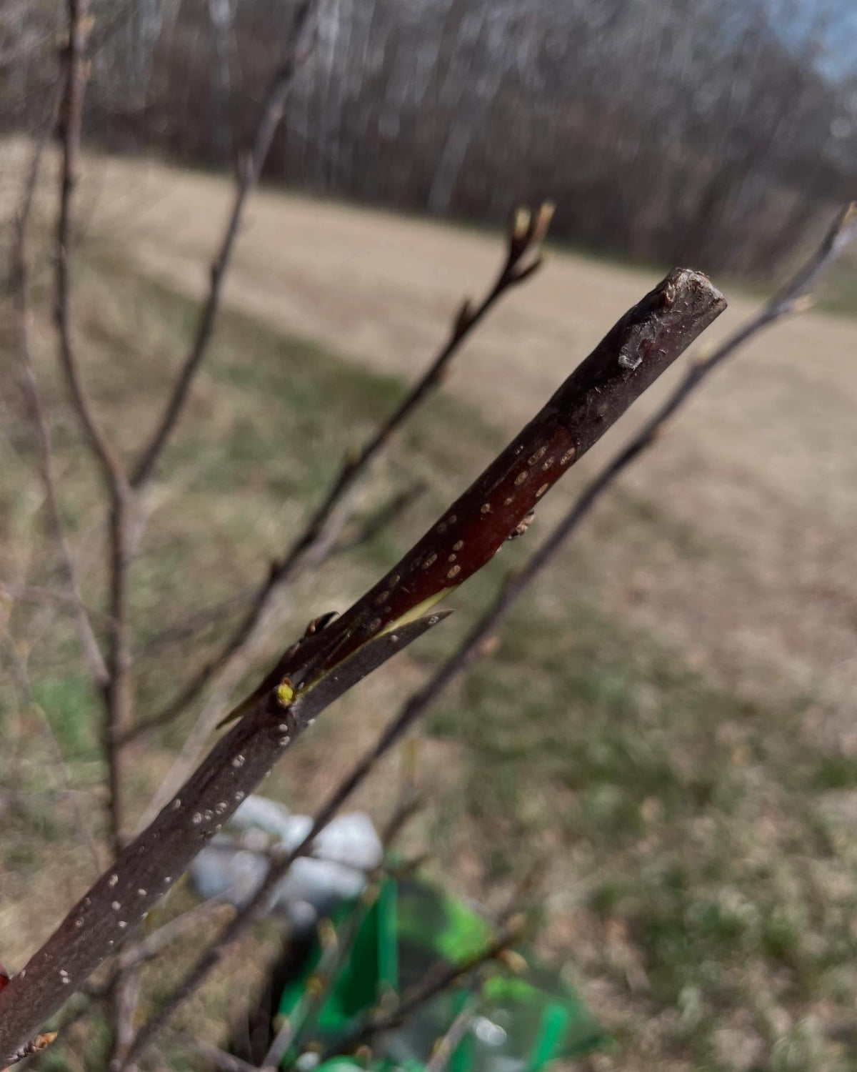 grafting some lee red chokecherry, it's a variety with purple leaves, image 2 of 4