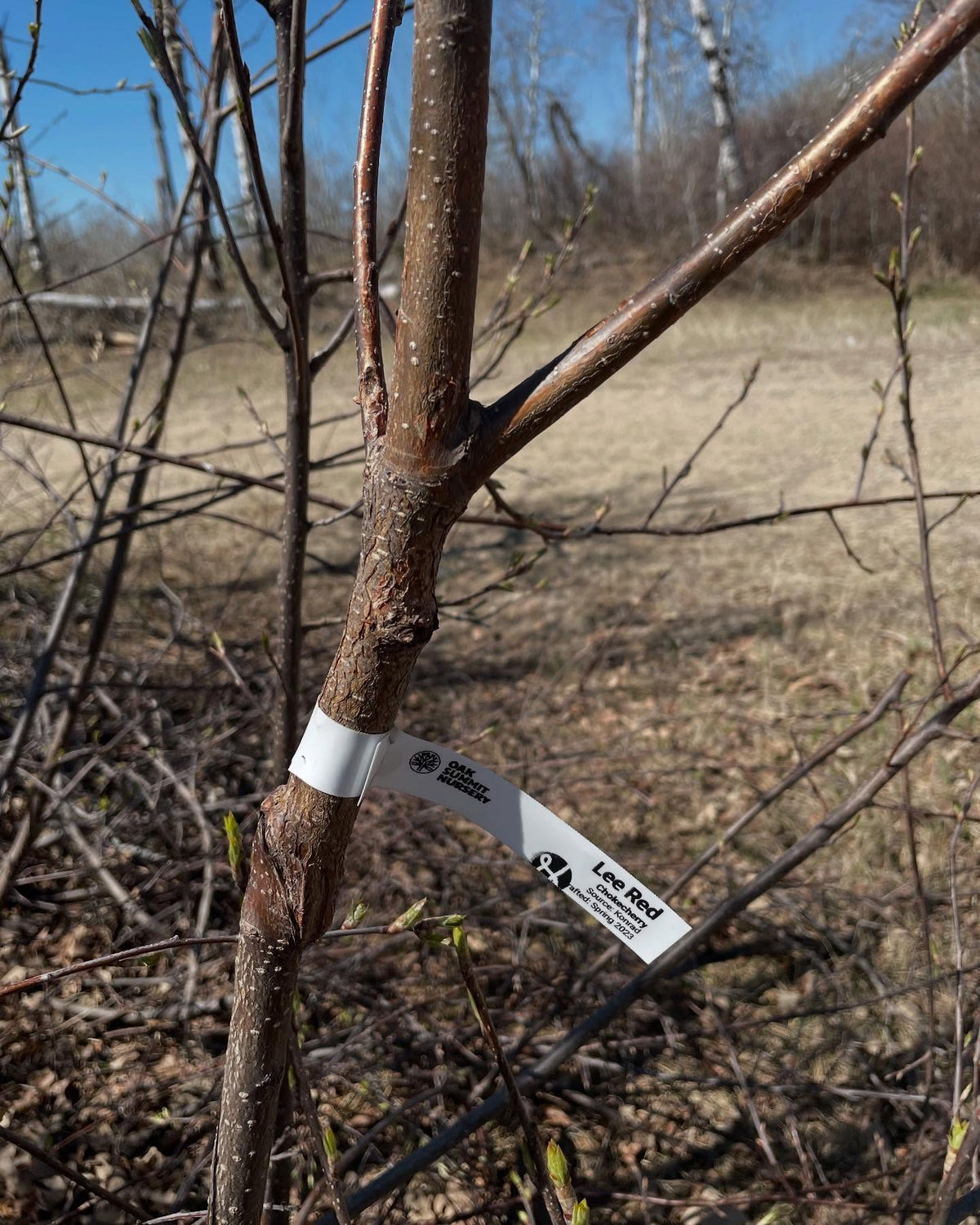 grafting some lee red chokecherry, it's a variety with purple leaves, image 3 of 4