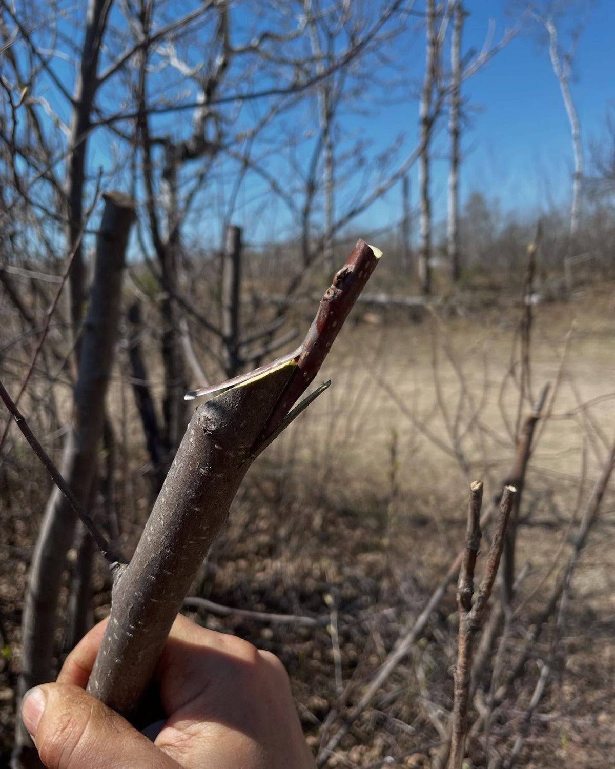 grafting some lee red chokecherry, it's a variety with purple leaves, image 4 of 4