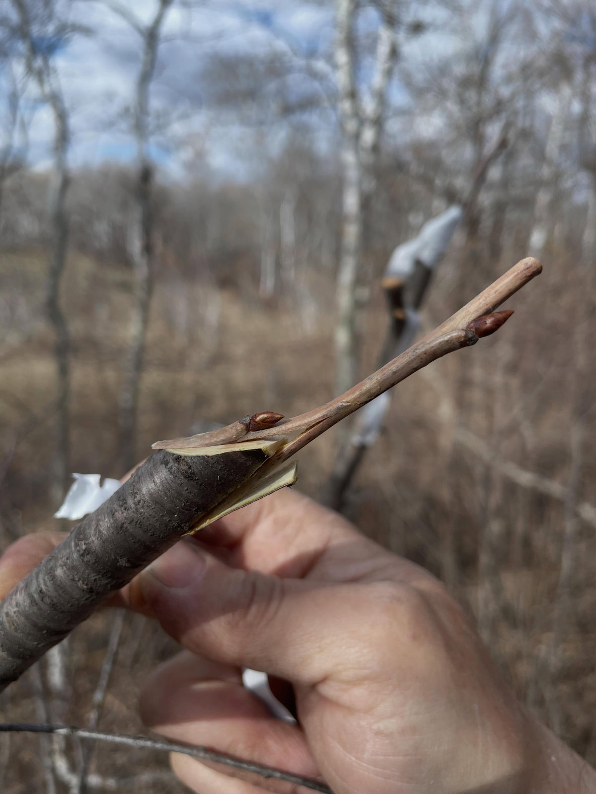 grafting sweet cherries, prunus avium onto pin cherry, prunus pensylvanica, image 1 of 3