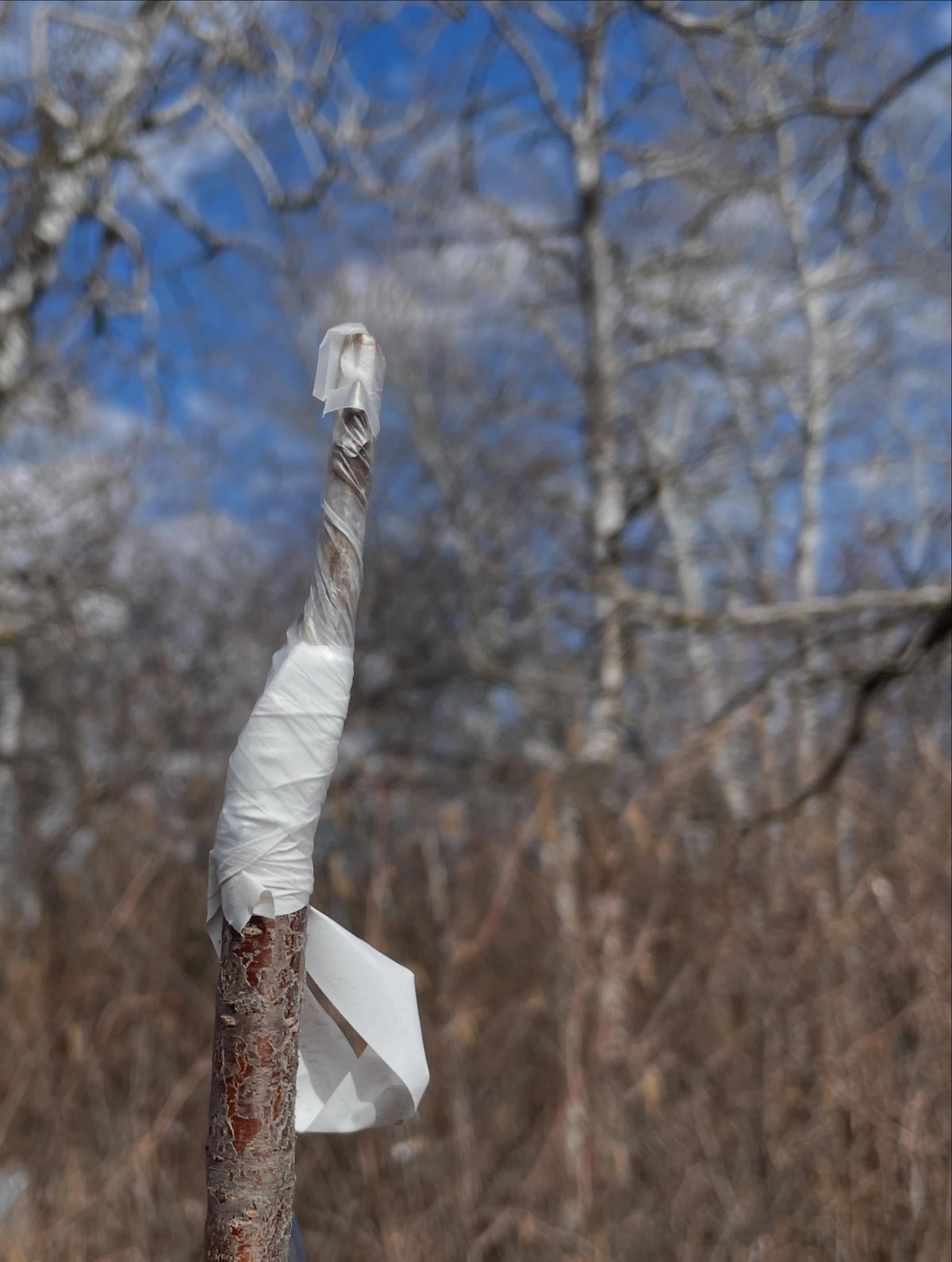 grafting sweet cherries, prunus avium onto pin cherry, prunus pensylvanica, image 2 of 3