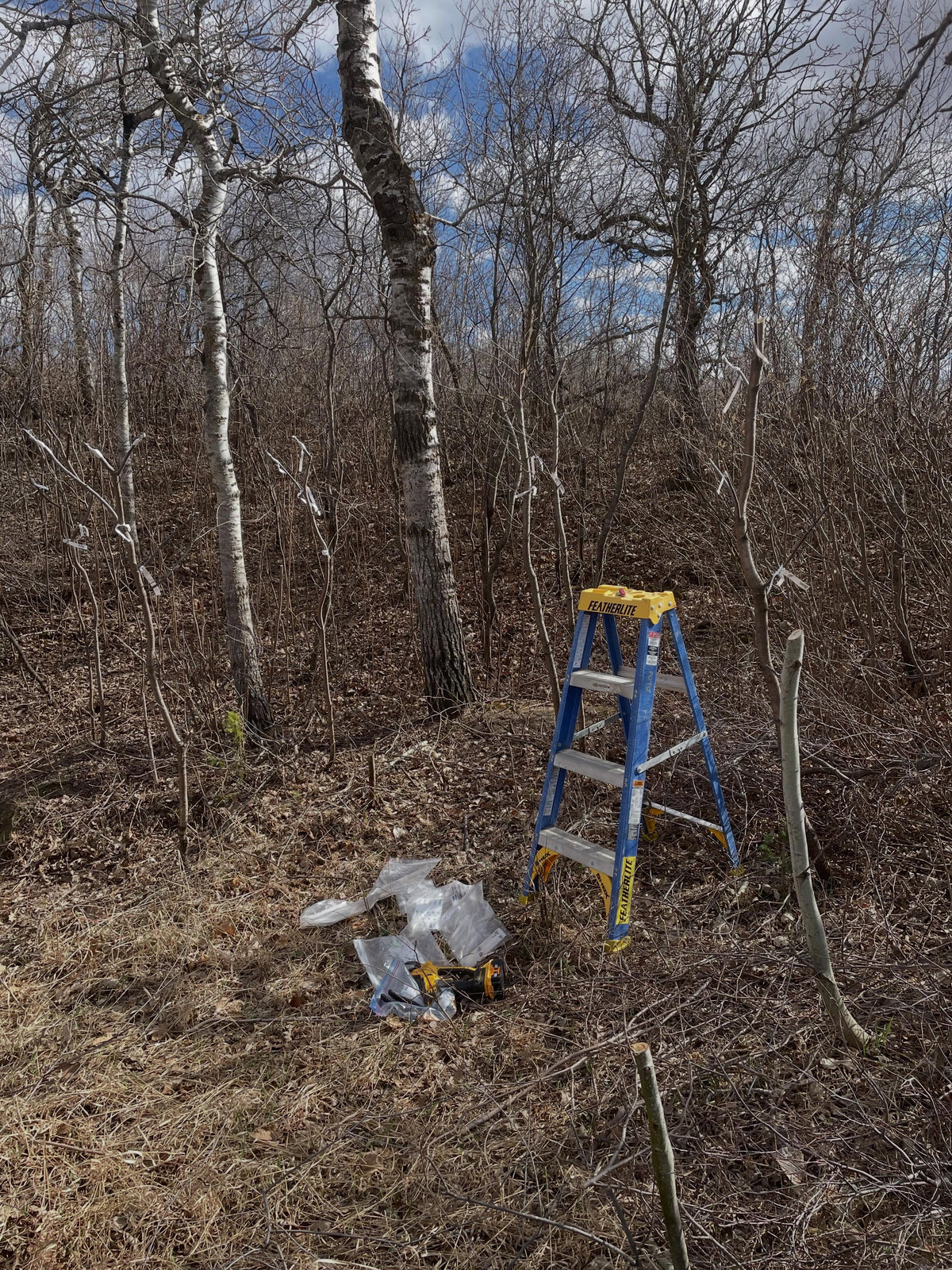 grafting sweet cherries, prunus avium onto pin cherry, prunus pensylvanica, image 3 of 3