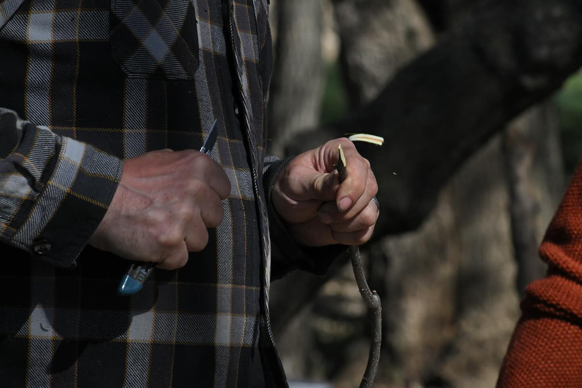 grafting workshop on the weekend, thanks to everyone who came out, image 5 of 9