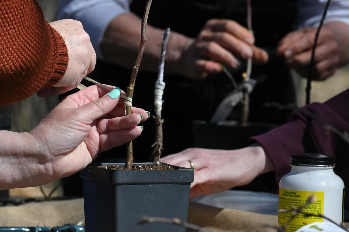 grafting workshop on the weekend, thanks to everyone who came out, image 7 of 9