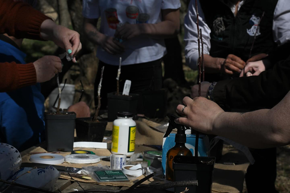 grafting workshop on the weekend, thanks to everyone who came out, image 9 of 9