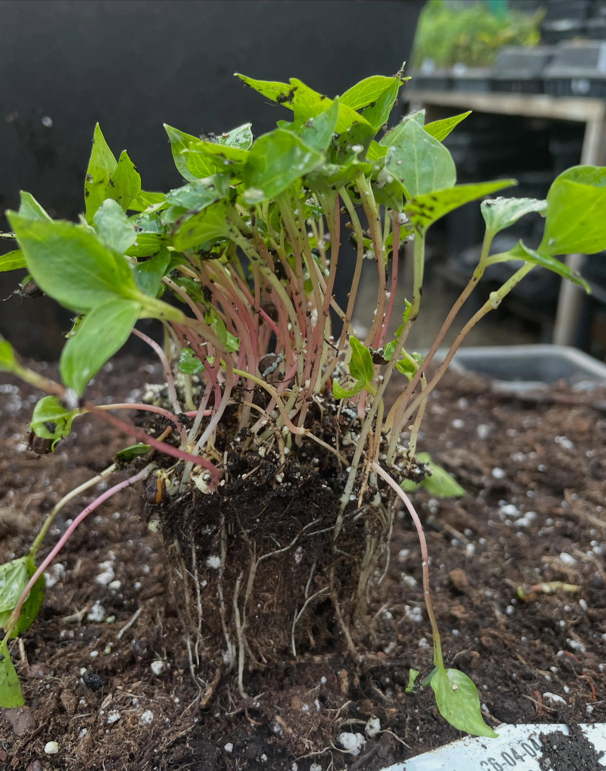 grape seedlings, from valiant, a small blue grape hardy in zone 3, image 1 of 2