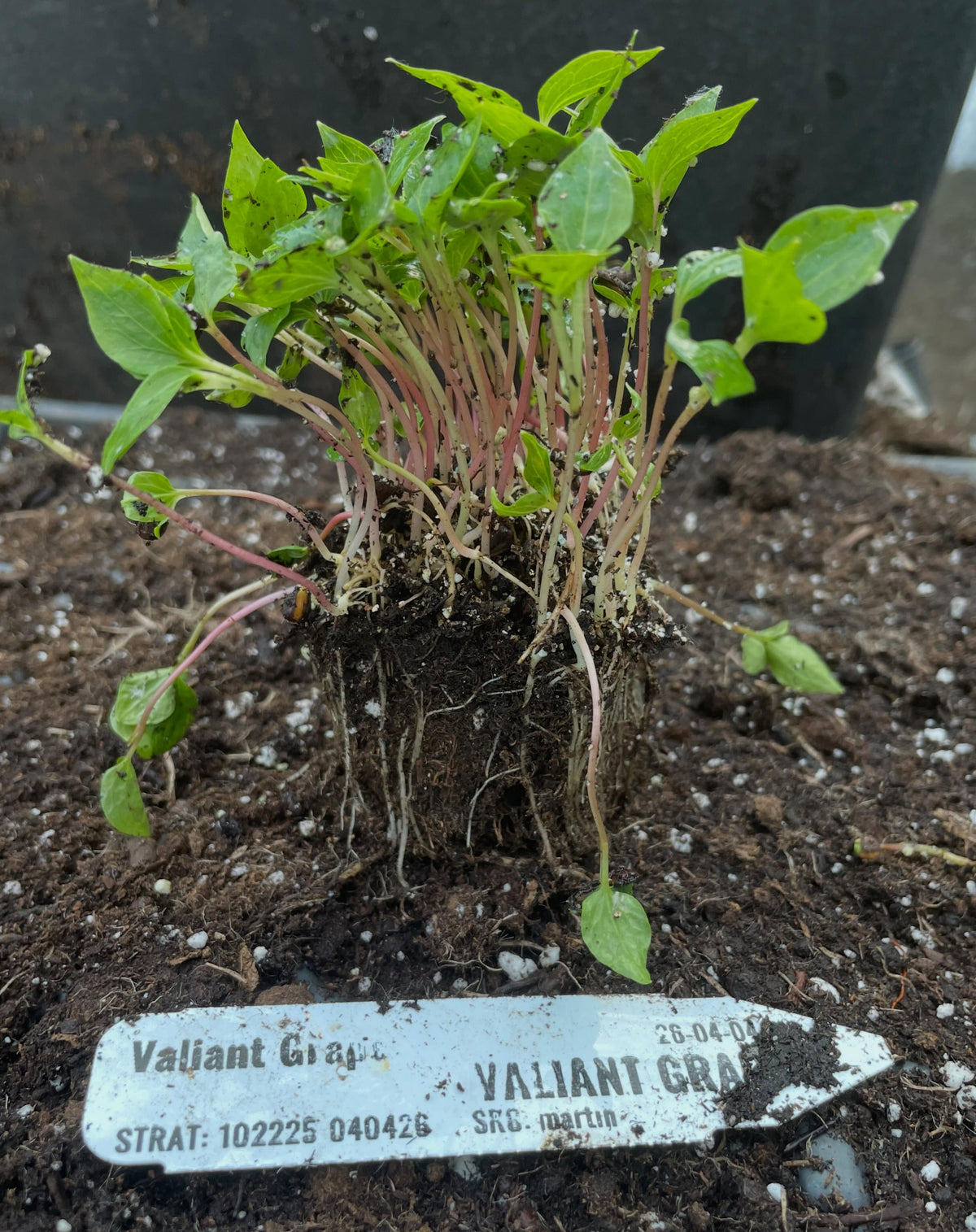 grape seedlings, from valiant, a small blue grape hardy in zone 3, image 2 of 2