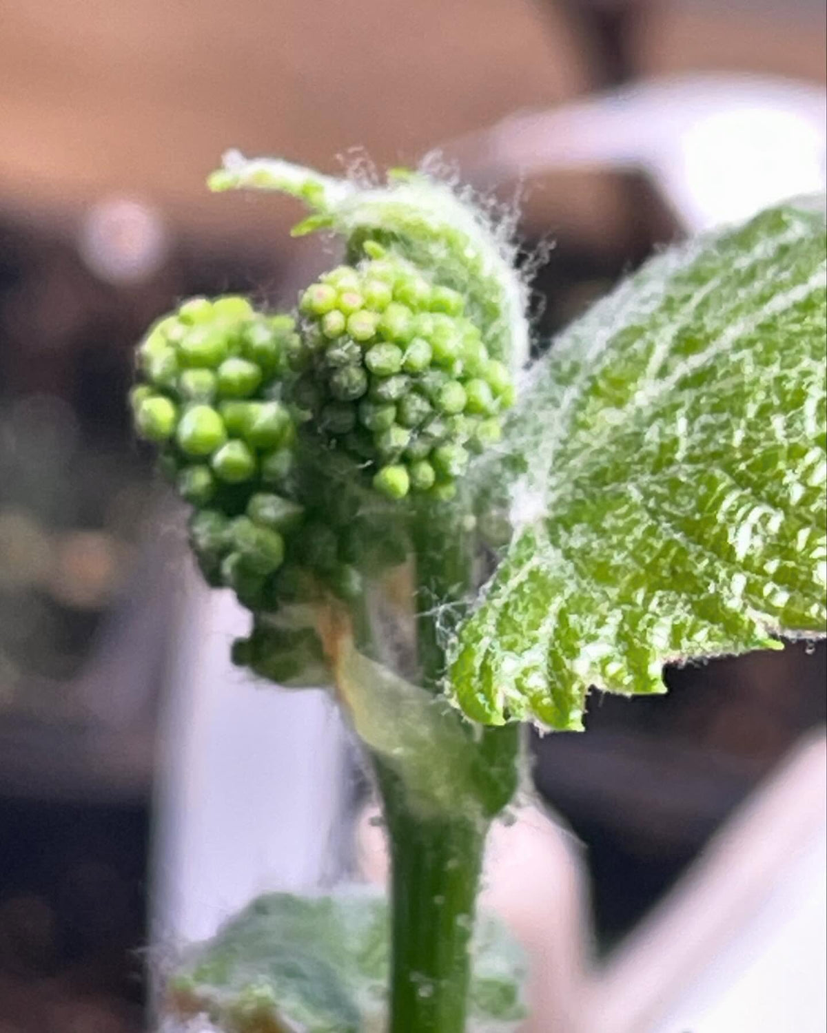 grapes breaking dormancy from rooted hardwood cuttings #grapes, image 1 of 4