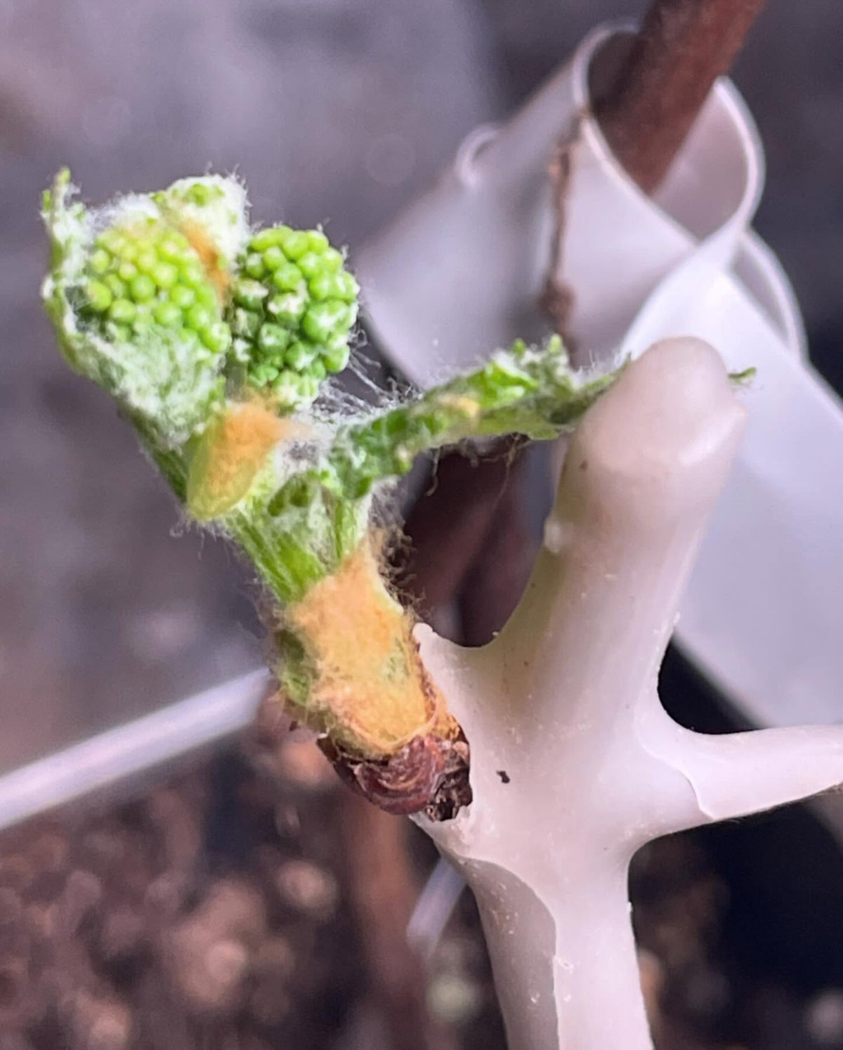 grapes breaking dormancy from rooted hardwood cuttings #grapes, image 2 of 4