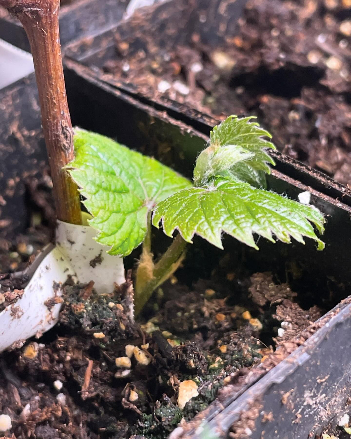 grapes breaking dormancy from rooted hardwood cuttings #grapes, image 3 of 4