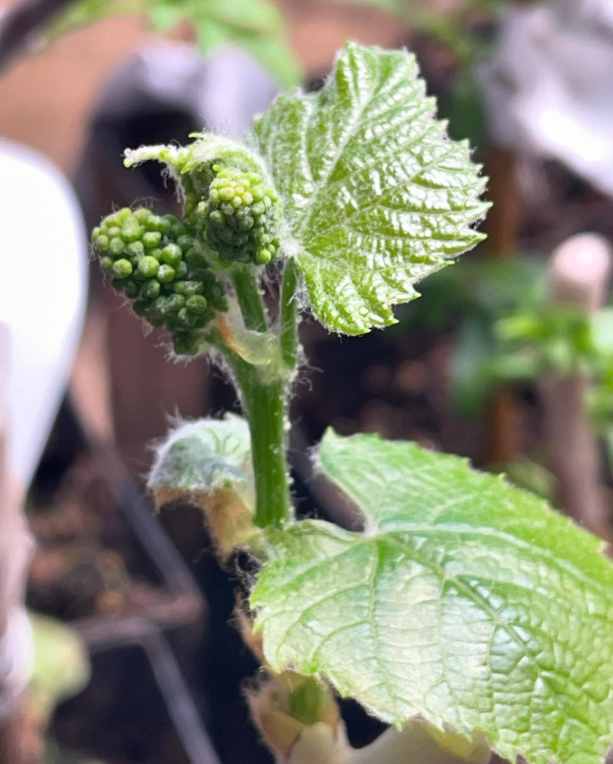 grapes breaking dormancy from rooted hardwood cuttings #grapes, image 4 of 4