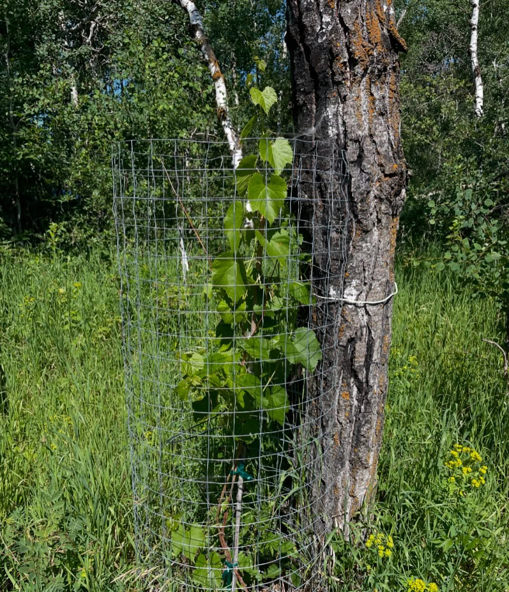 grapes in a forest context