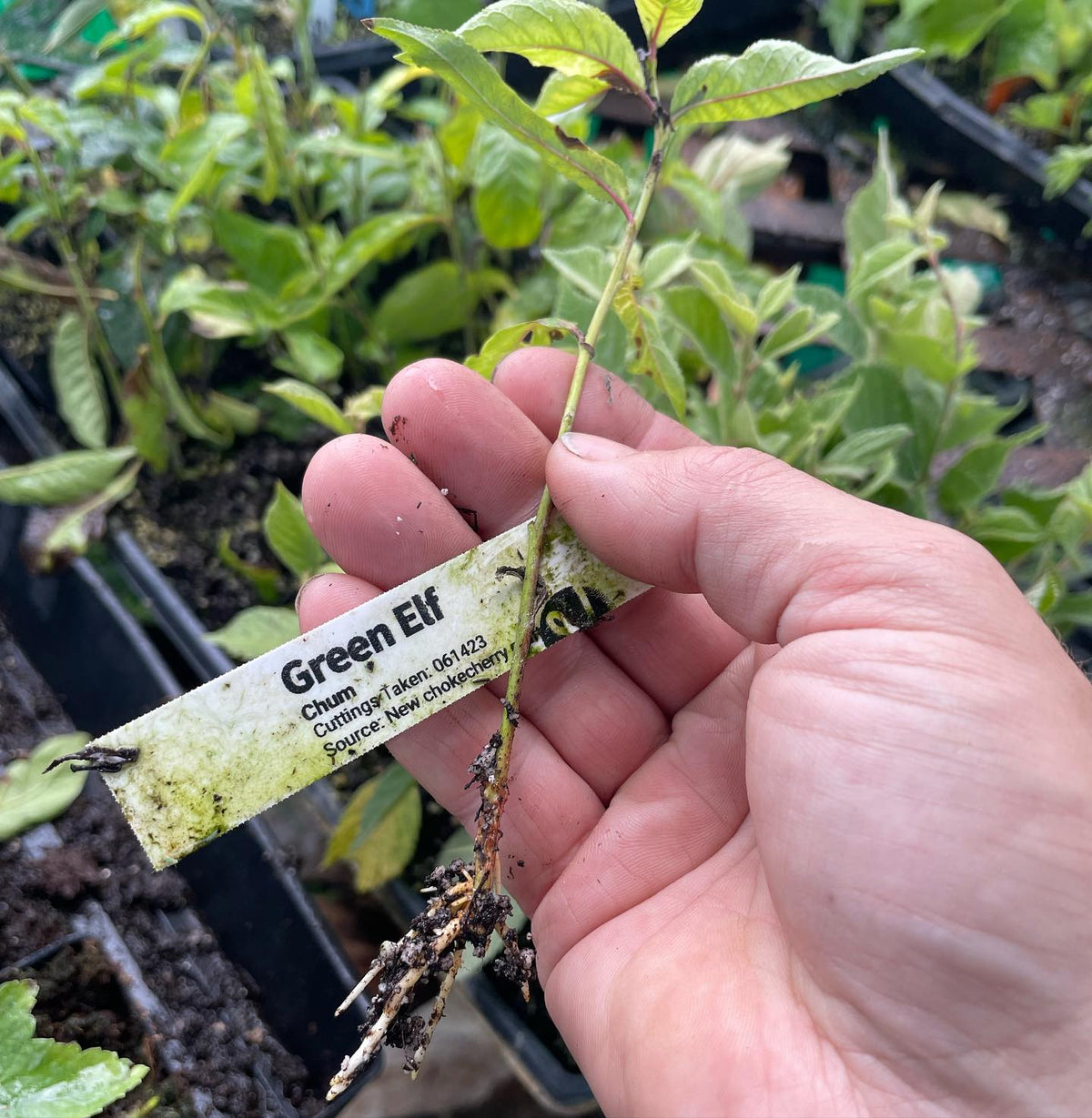green elf plum rooted cutting, image 1 of 3