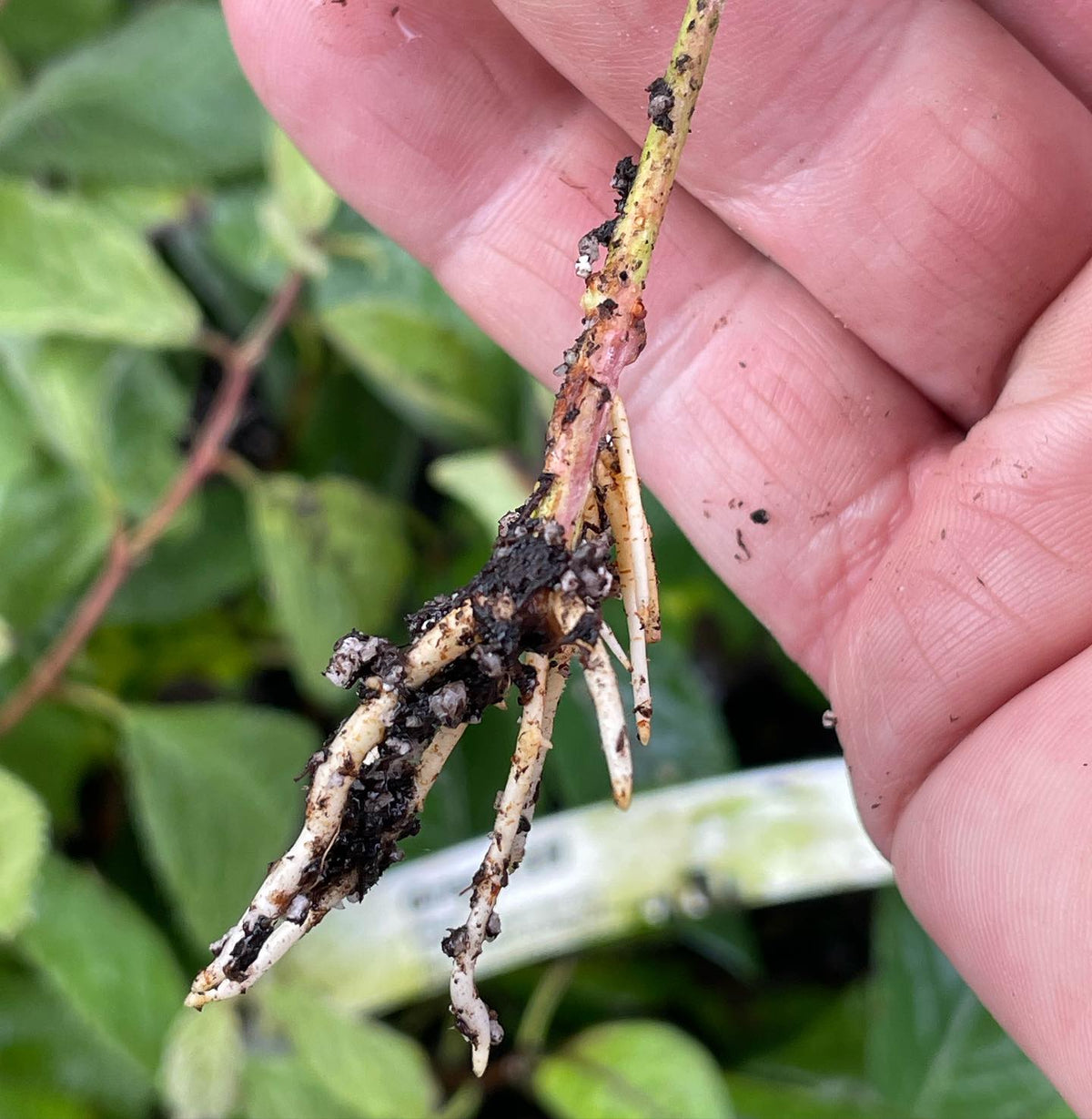 green elf plum rooted cutting, image 2 of 3