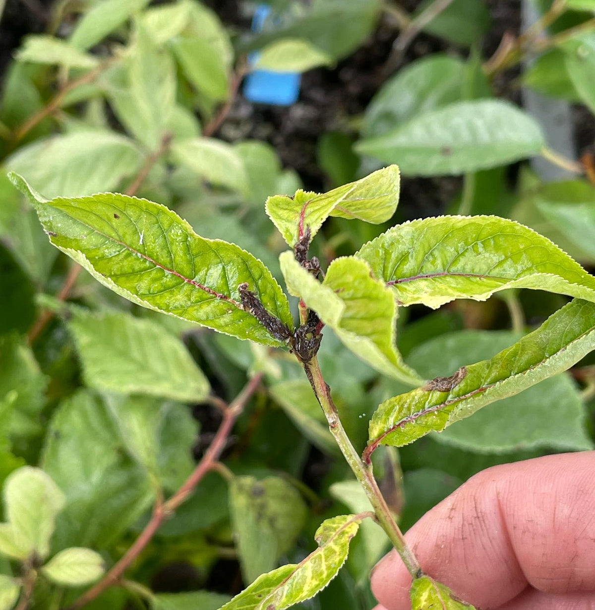 green elf plum rooted cutting, image 3 of 3