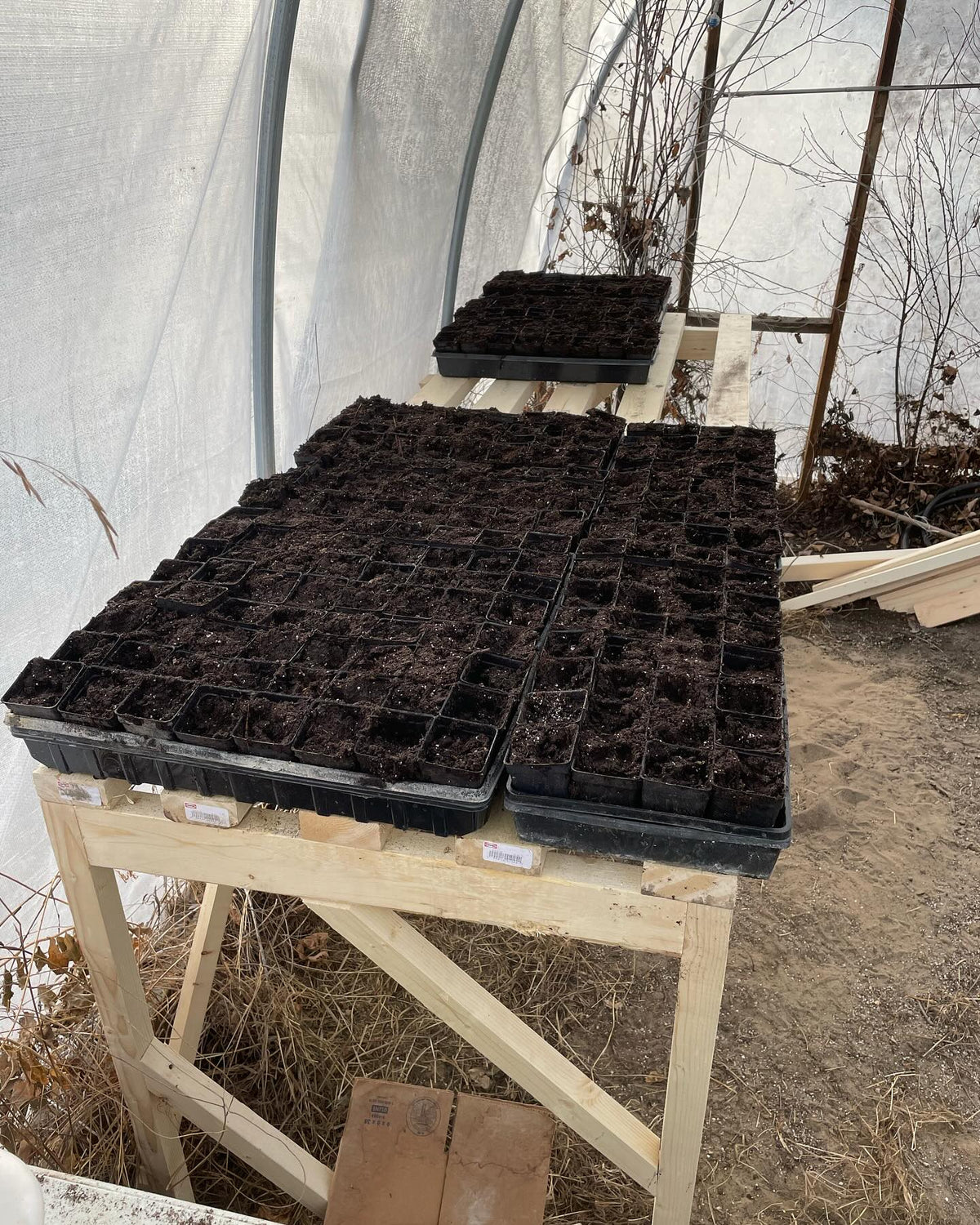 greenhouse benches getting some tlc, here I’m trying something new, starting trays of trees and perennials to plant out, image 2 of 2