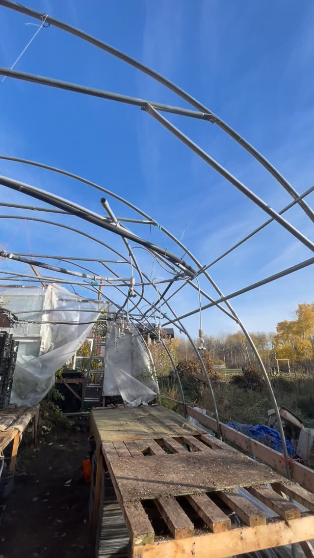 greenhouse renovation, new woven poly going up to replace some temporary plastic