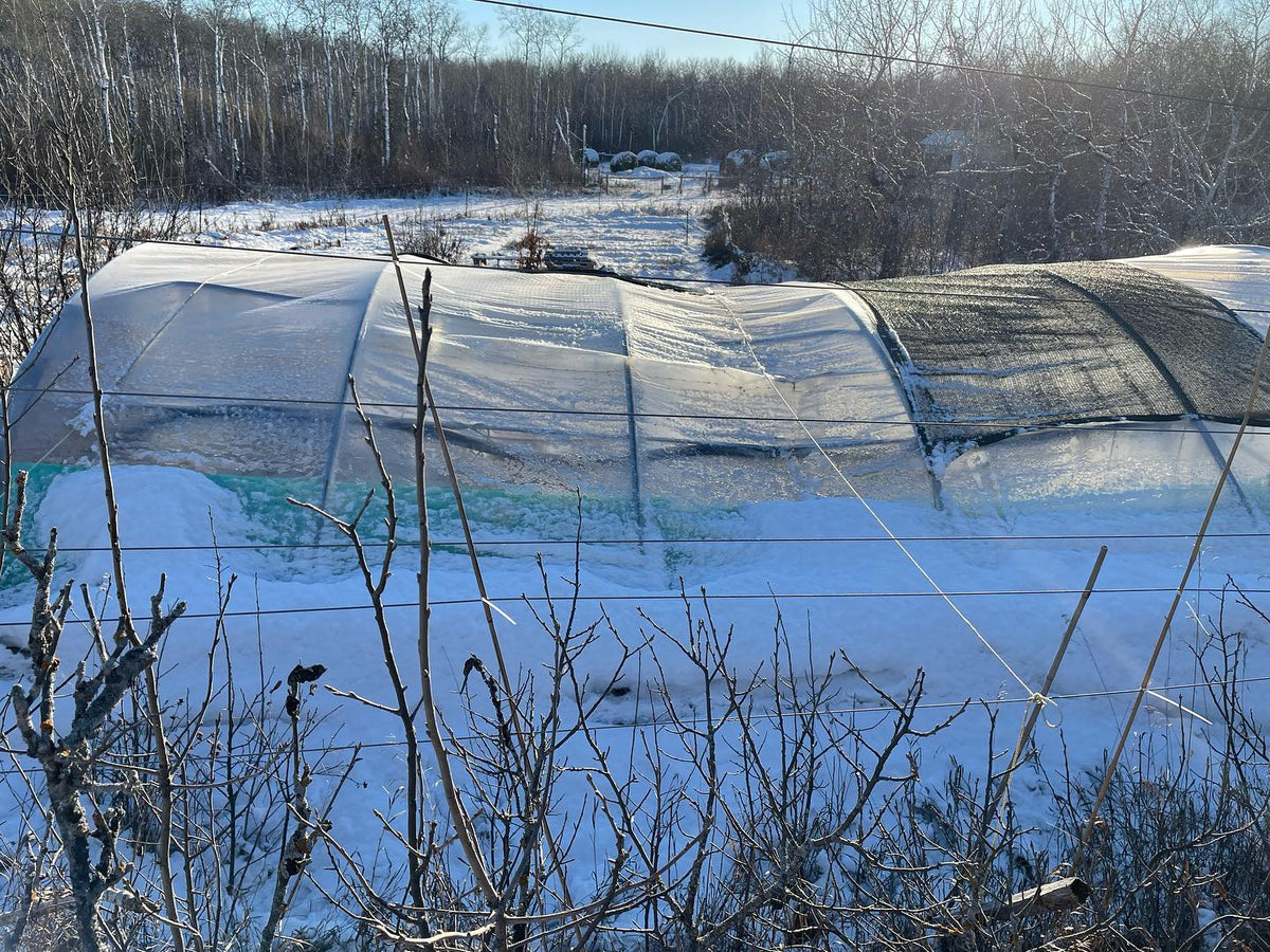 greenhouse roof needs a little tlc, replacing some hoops in the spring we had 3 ft of snow on it last winter