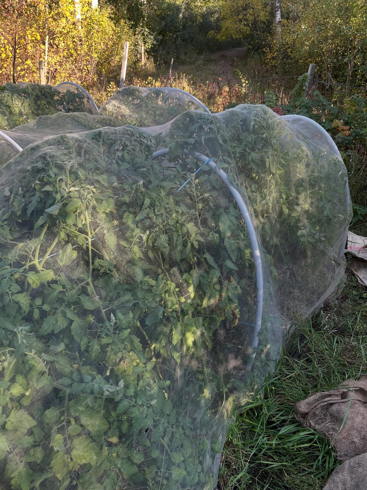 growing tomatoes in isolation, this method has some frost protection benefits, a few nights now I've cover, image 1 of 2
