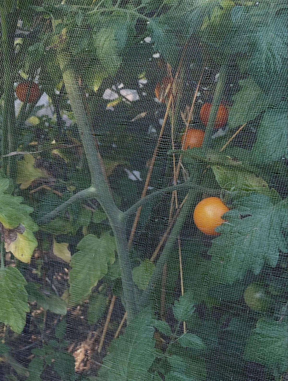 growing tomatoes in isolation, this method has some frost protection benefits, a few nights now I've cover, image 2 of 2