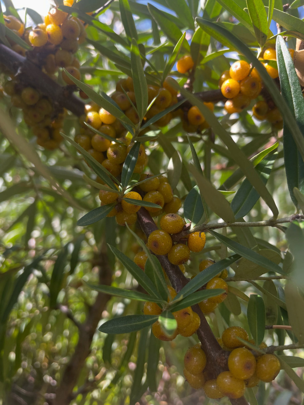 Dense clusters of pale orange H. sinensis sea buckthorn fruit on a branch
