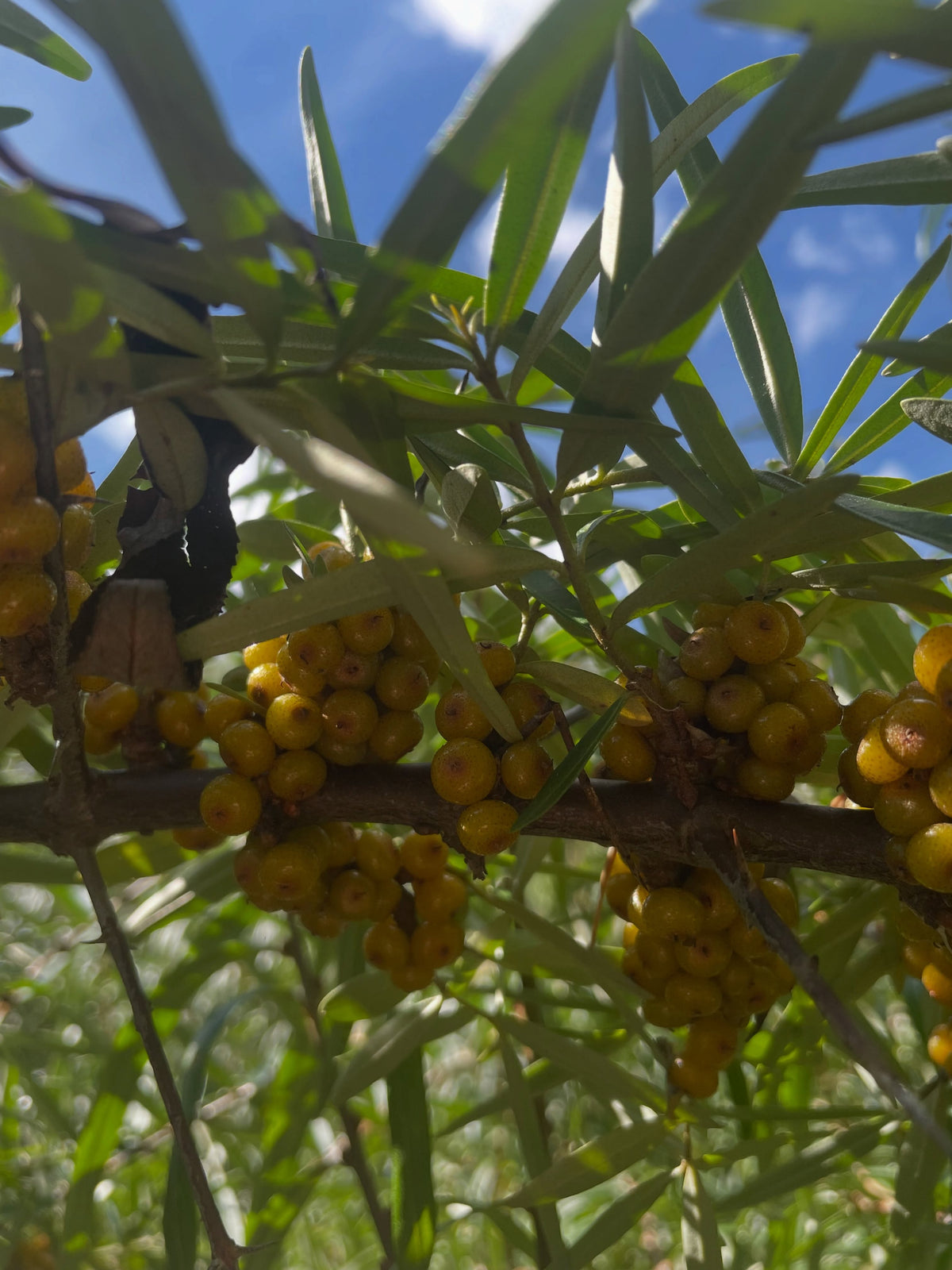 Late ripening H. sinensis sea buckthorn berries beneath narrow leaves