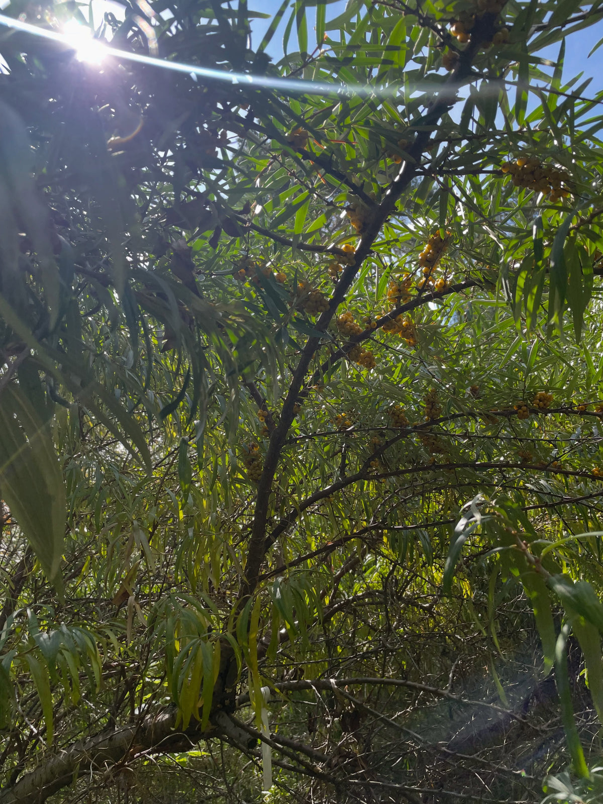 Tall grafted H. sinensis sea buckthorn canopy in September sunlight
