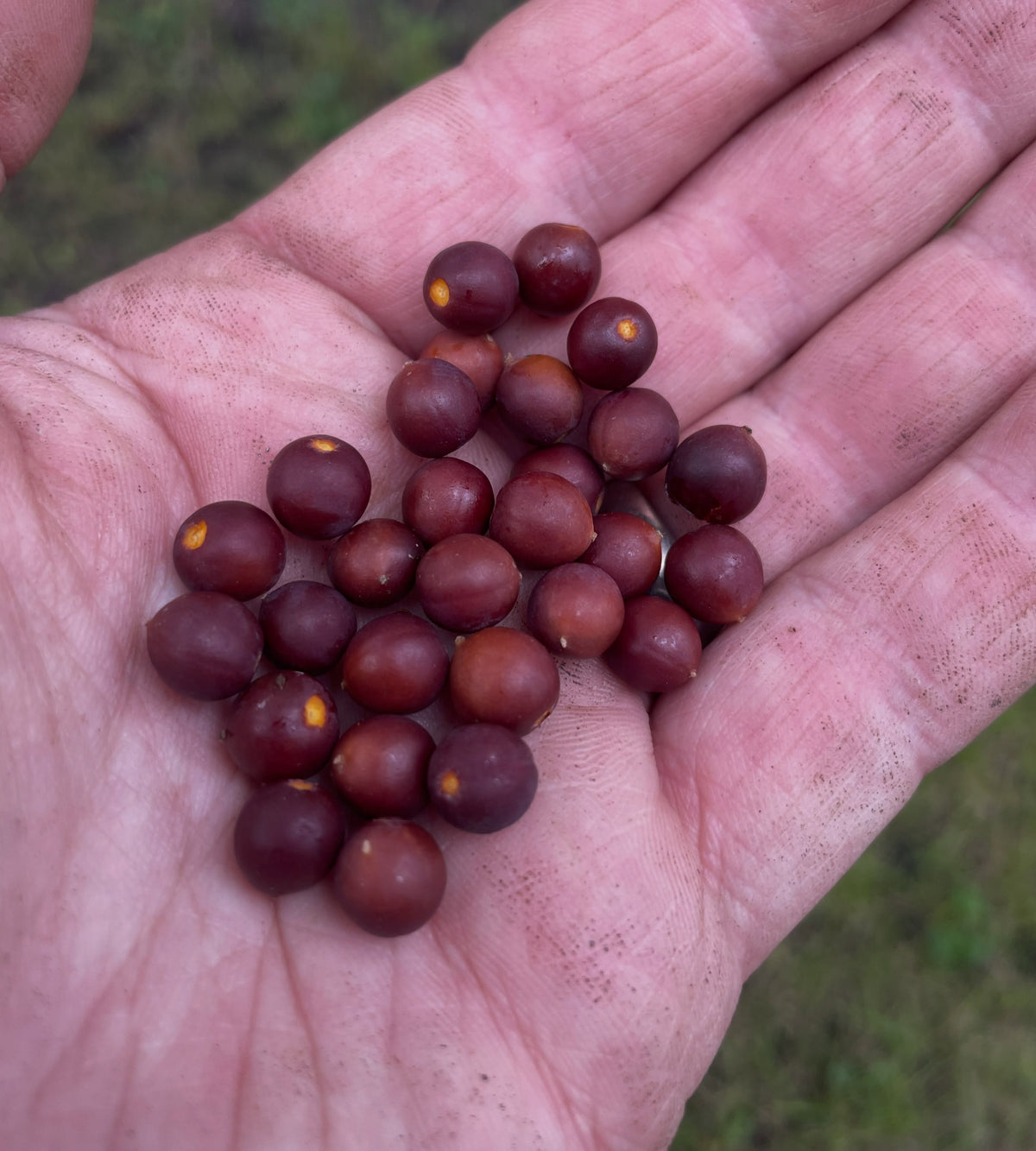 Handful of ripe dark red hackberries