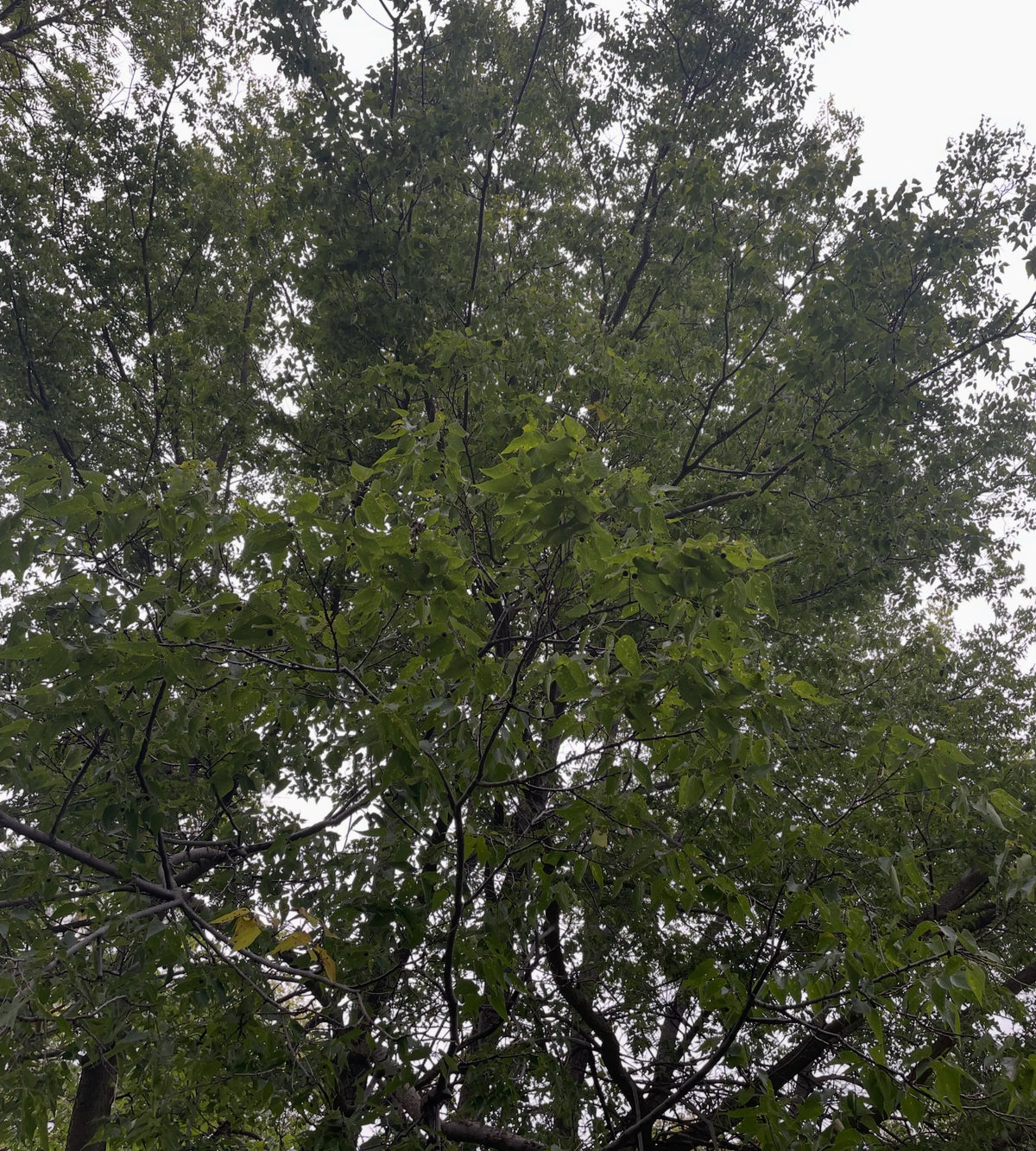 Tall mature hackberry tree viewed from below