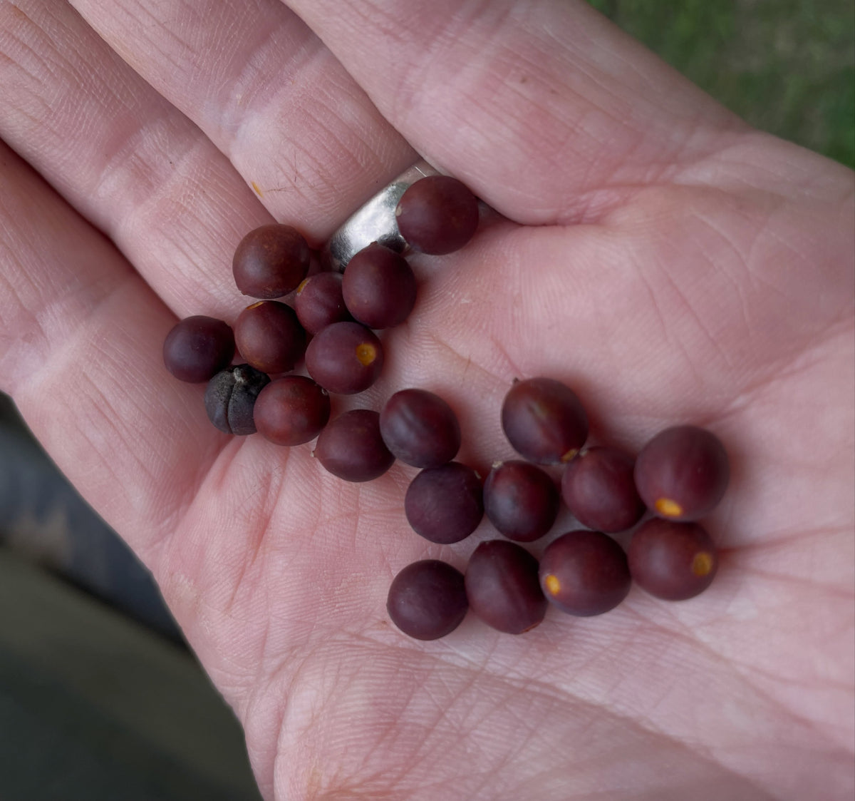 Ripe dark hackberries held in a hand with one split fruit showing its seed, photograph 1 of 3