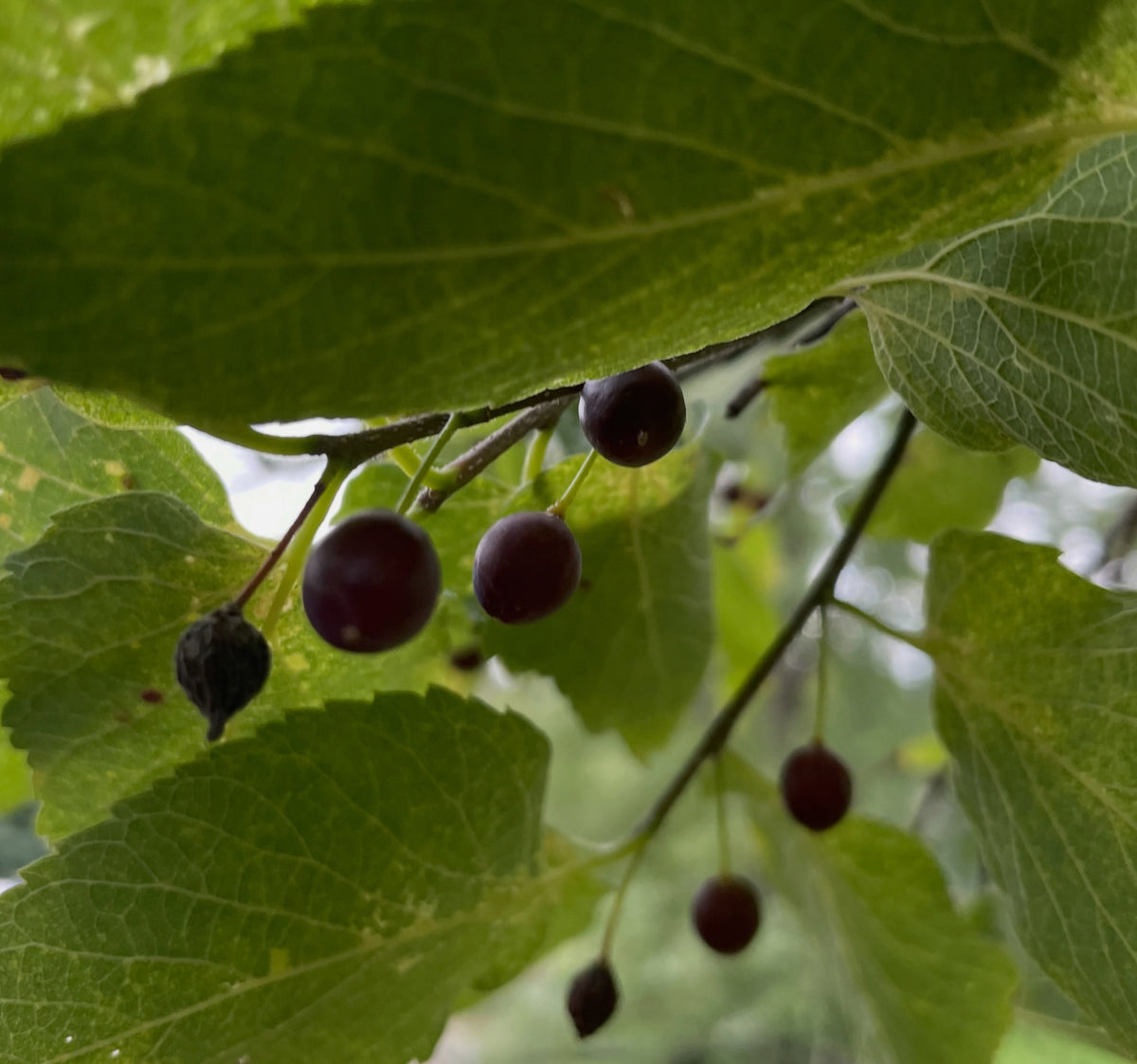 Ripe dark hackberries hanging beneath green leaves on a low branch, photograph 2 of 3