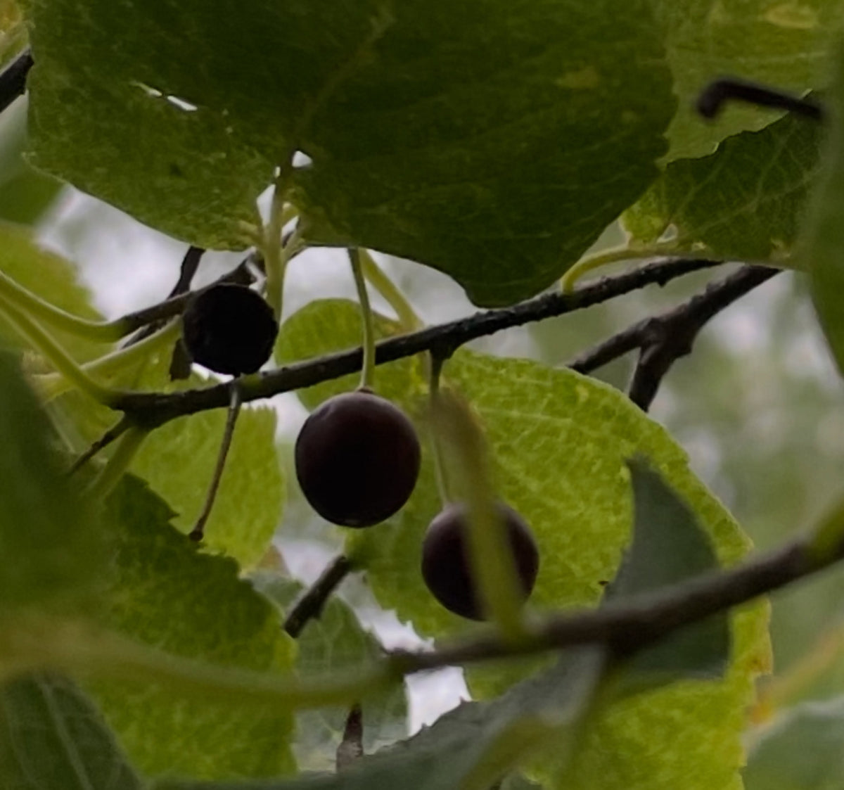 Two dark ripe hackberries hanging among backlit leaves, photograph 3 of 3
