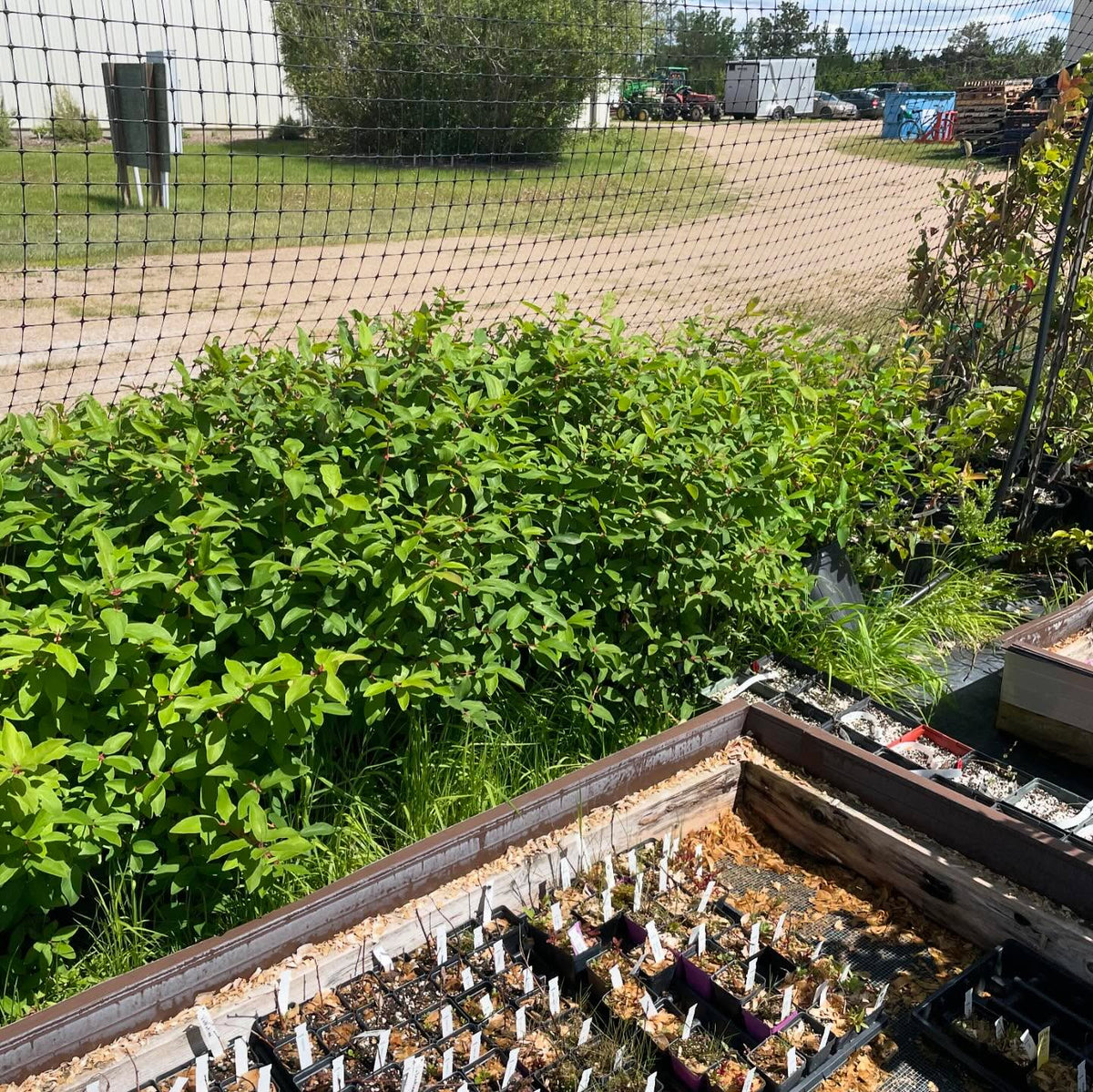 had a great visit at u of sask to pick up propagation material, image 2 of 3
